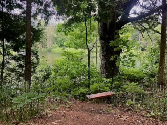 Shinrin-yoku Or Forest-bathing Is Good For Your Overall Wellness