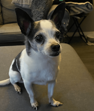 Angel the dog is looking for a new lovely home in the Toronto area