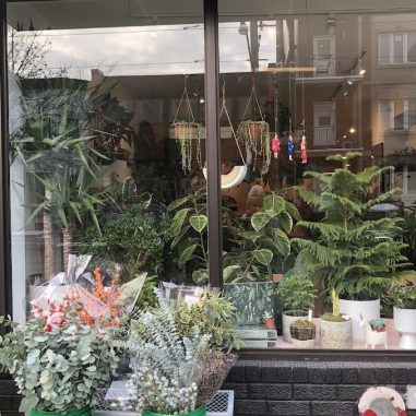 The Best Indoor Plant Stores In Toronto By Neighbourhood   Sienna Flora 381x381 