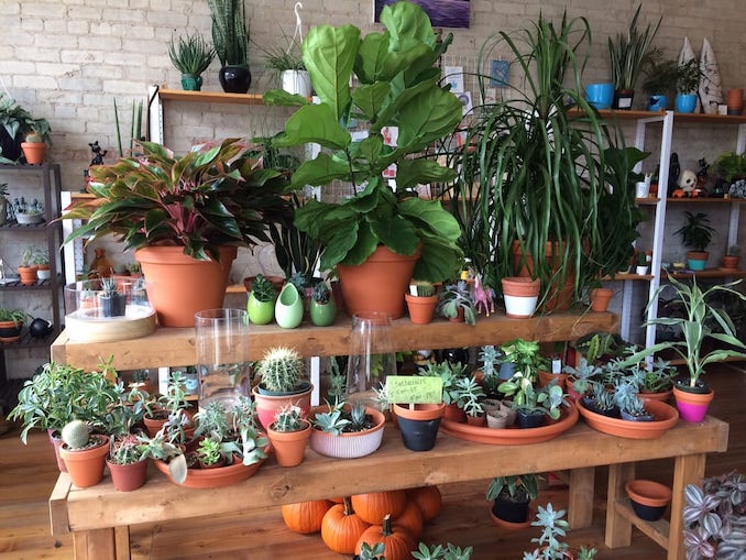 Indoor Plant Stores in Toronto by Neighbourhood - Urban Gardener