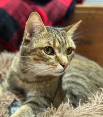 Dumbo the cat is looking for a new lovely home in the Toronto area