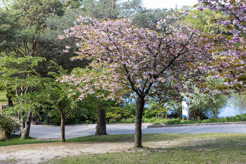 High Park cherry blossom