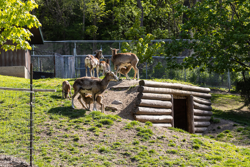 High Park zoo