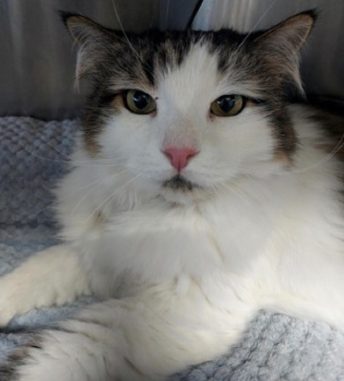 Willow the cat is looking for a new lovely home in the Toronto area