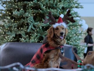 Santa Paws is coming! Here's where you can visit with your pet in Toronto