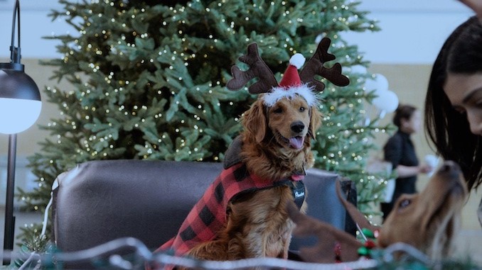 Santa Paws is coming! Here’s where you can visit with your pet in Toronto