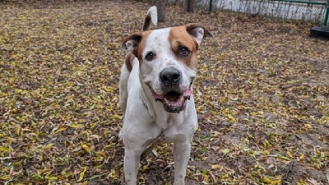 萨博，一只可爱的狗狗，在多伦多地区寻找一个温馨的新家
