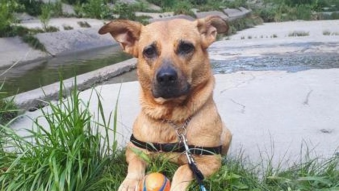 多伦多地区有只名为Goldie的狗正在寻找一个温馨的新家