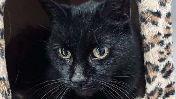 Fate the cat is seeking a new forever home in the Toronto area