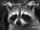 Public memorial planned for Toronto's beloved Conrad the Raccoon