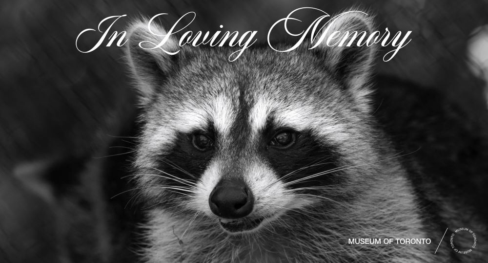 Public memorial planned for Toronto's beloved Conrad the Raccoon