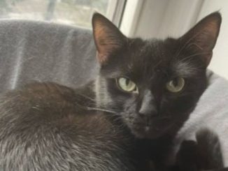 Fin the cat is looking for a new home in the Toronto area