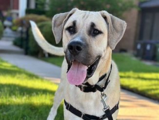 Dodger the dog is looking for a new home in the Toronto area