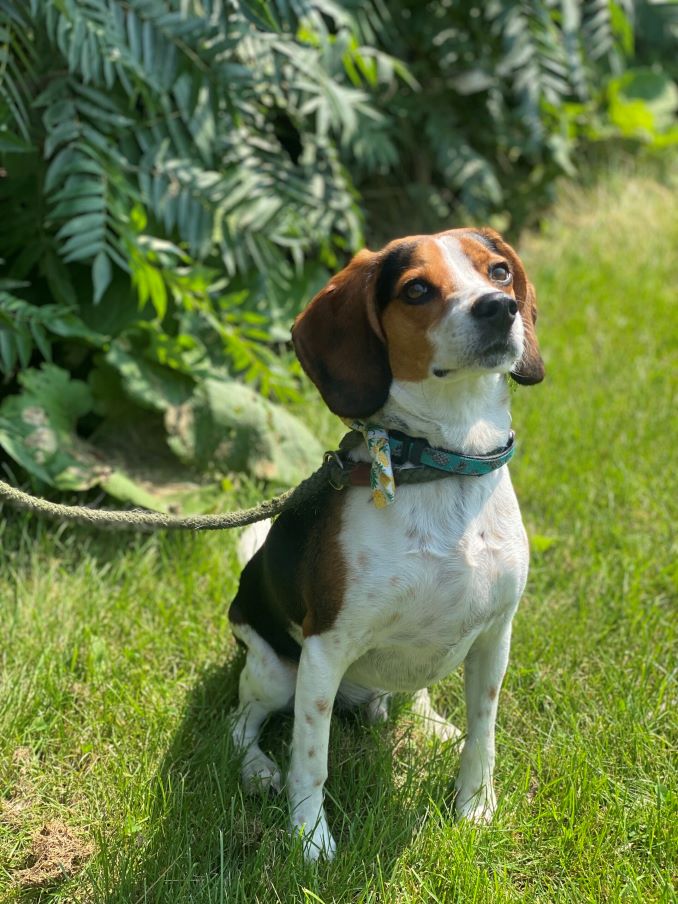 Twiggy the dog is looking for a new home in the Toronto area