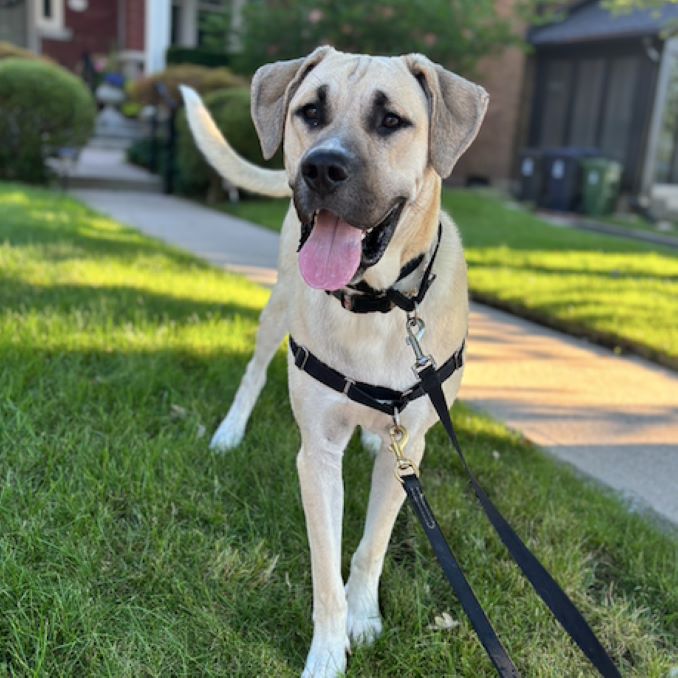 Dodger the dog is looking for a new home in the Toronto area