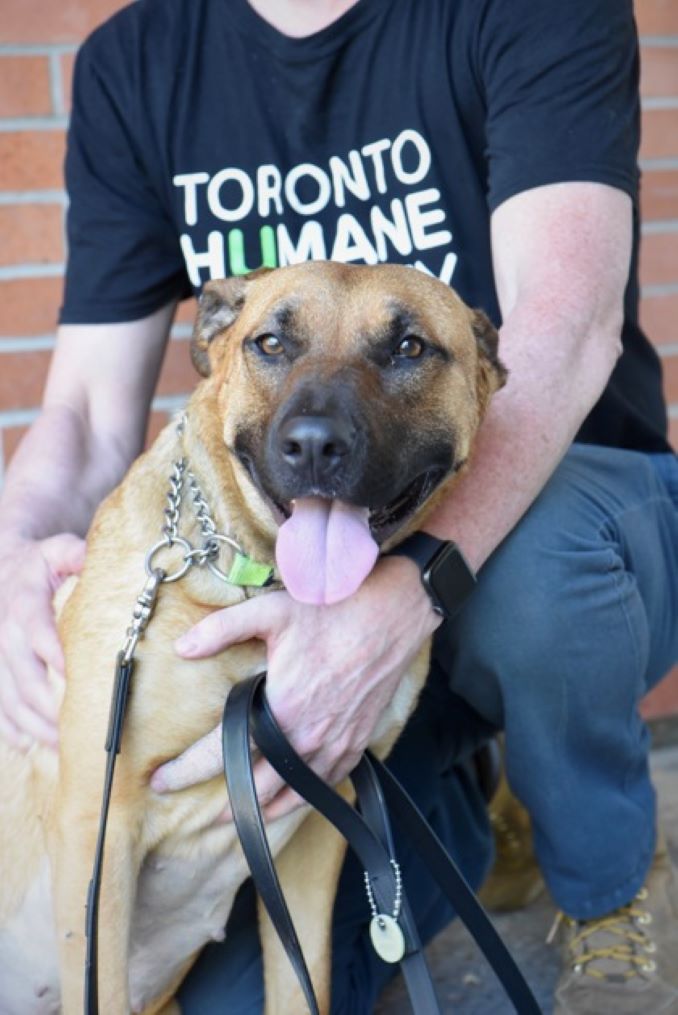 Booboo the dog is looking for a new home in the Toronto area