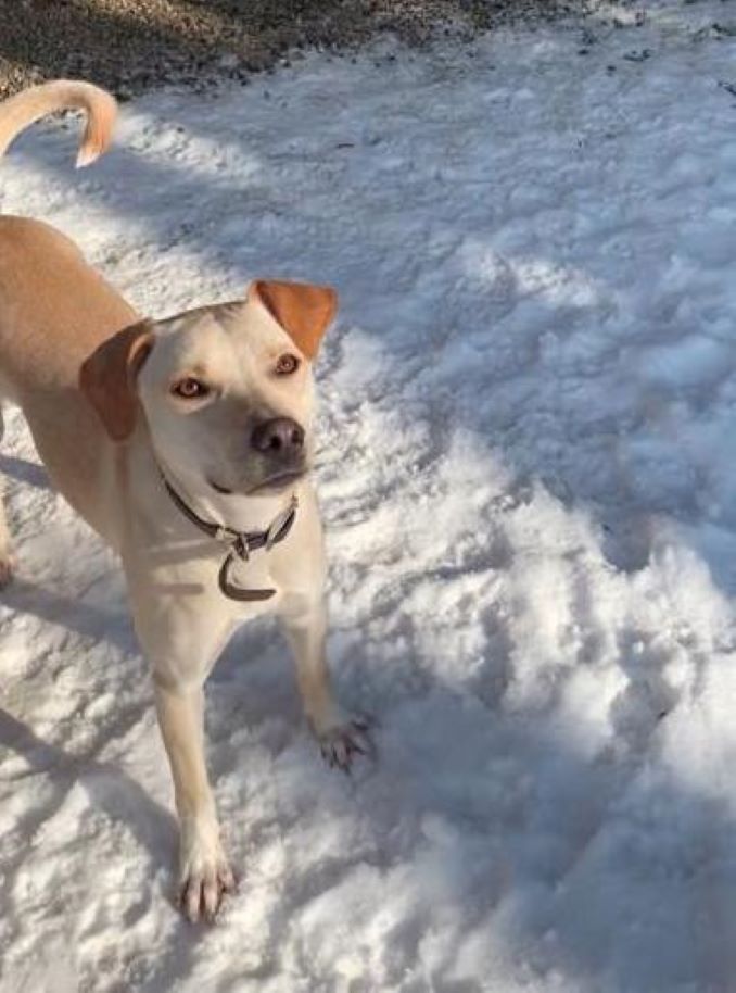 Hailey the dog is looking for a new home in the Toronto area