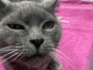 Dusty the cat is looking for a new home in the Toronto area