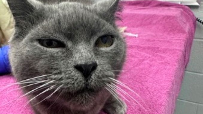 Dusty the cat is looking for a new home in the Toronto area