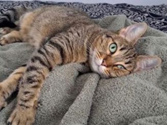 Ciara the cat is looking for a new home in the Toronto area