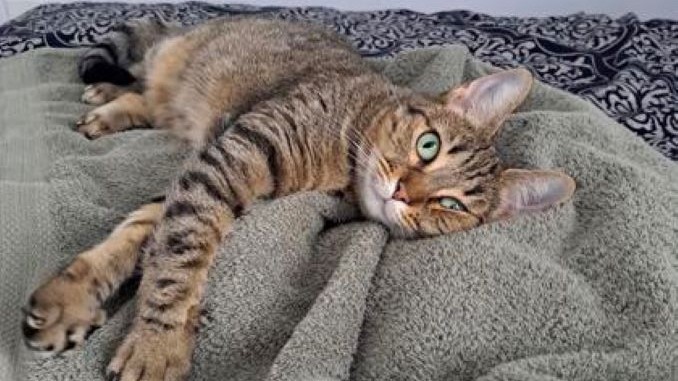 Ciara the cat is looking for a new home in the Toronto area