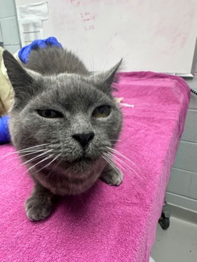 Dusty the cat is looking for a new home in the Toronto area