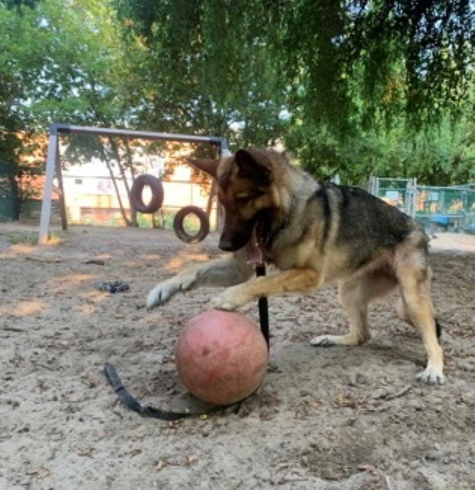 Lexie the dog is looking for a new home in the Toronto area