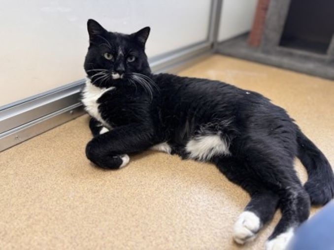 Bernie the cat is looking for a new home in the Toronto area