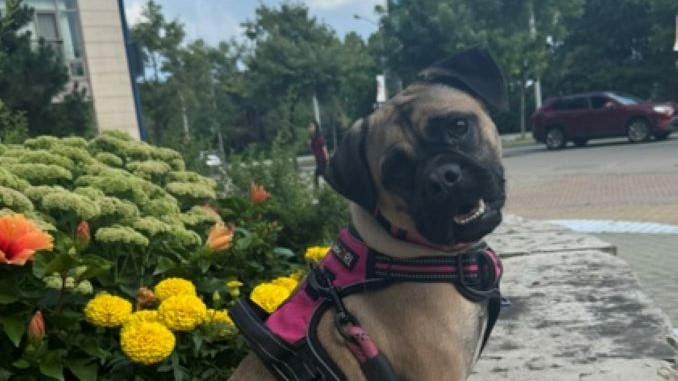 Cherry the dog is looking for a new home in the Toronto area