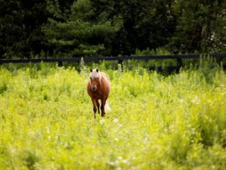 Homegrown Business: Alexis Levine of Avalon Lavender Farm