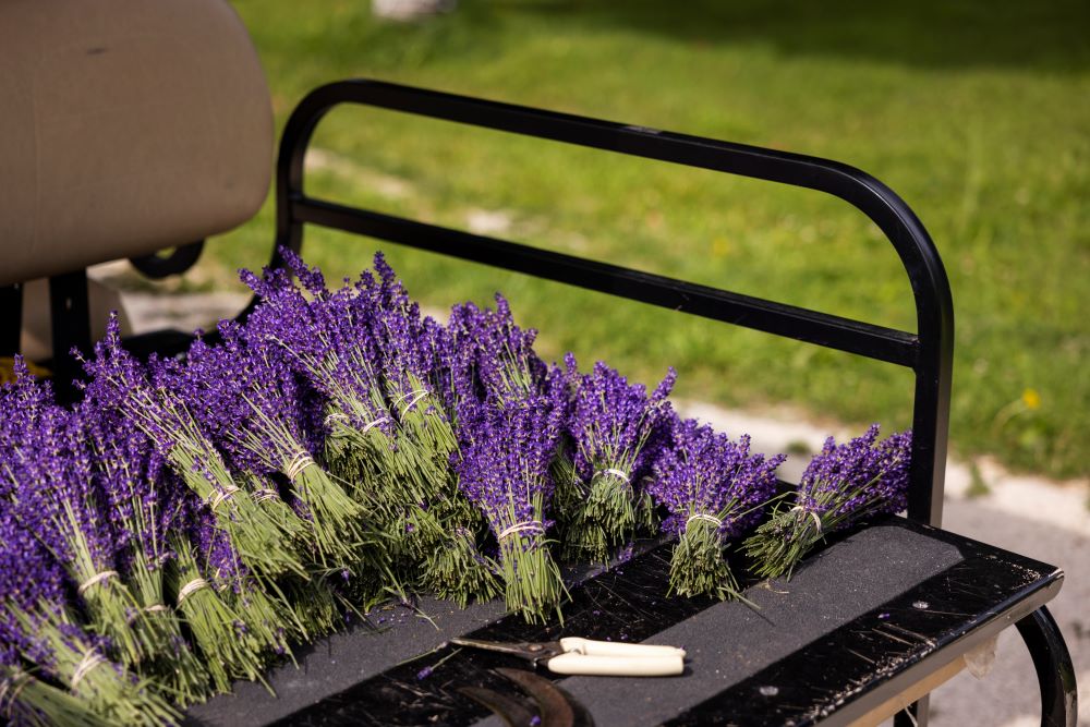 Homegrown Business: Alexis Levine of Avalon Lavender Farm