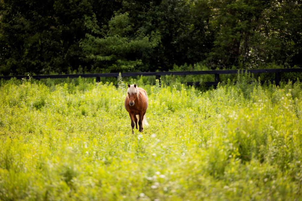 Homegrown Business: Alexis Levine of Avalon Lavender Farm