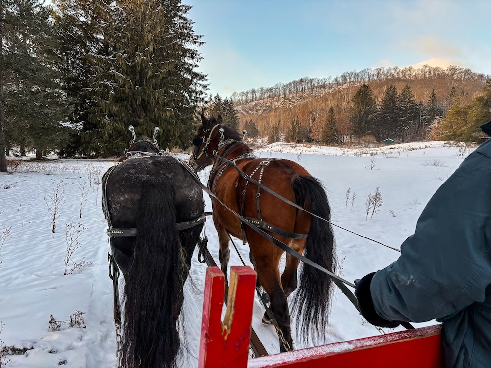 Sleigh Ride in Mont Tremblant