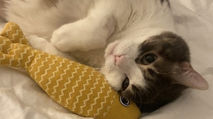 Angelita