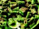 Recipe for Creamy Kale & Bean Pasta
