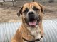 Marmaduke