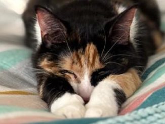 Matilda