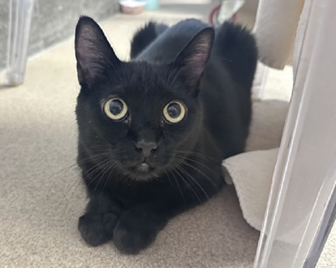 Luna