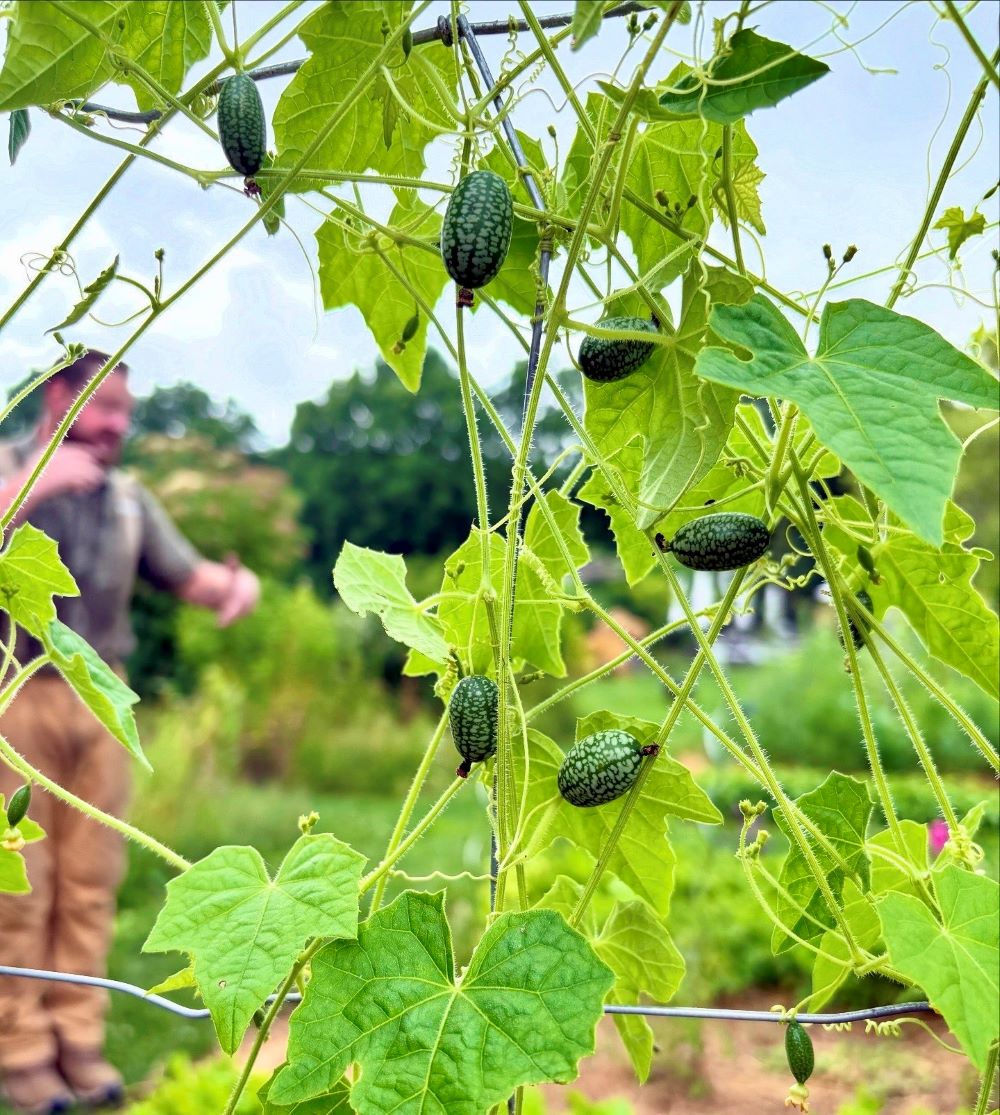 An Extraordinary Culinary Reunion at Langdon Hall