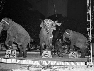 Old Photographs of the Circus at the Maple Leaf Gardens (1940-1945)