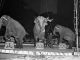 Old Photographs of the Circus at the Maple Leaf Gardens (1940-1945)