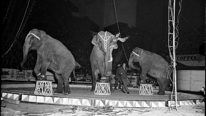 Old Photographs of the Circus at the Maple Leaf Gardens (1940-1945)