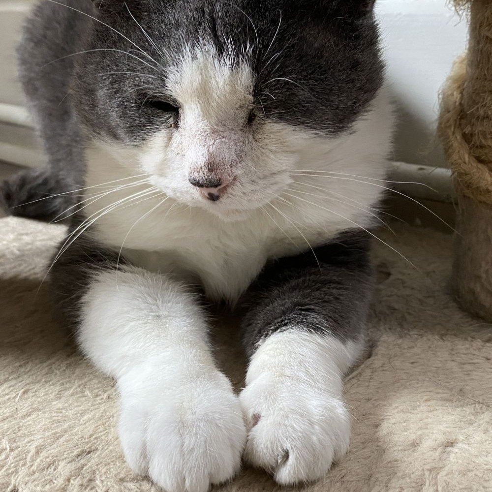 Leo 