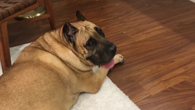 Priscilla