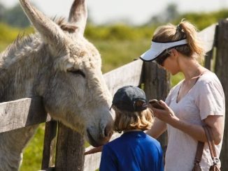 Daytripper: Best Things to See, Eat and Do in Guelph