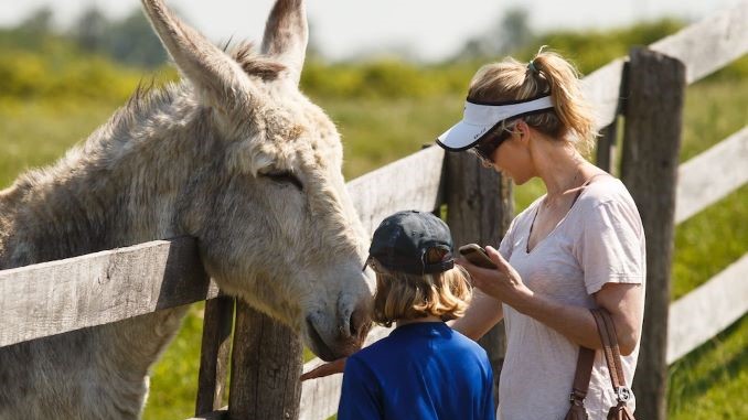 Daytripper: Best Things to See, Eat and Do in Guelph