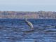 Blue Heron in Pembroke, Ontario