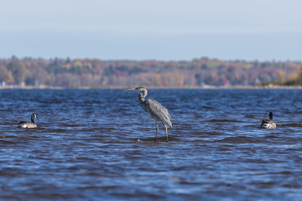 Blue Heron in Pembroke, Ontario