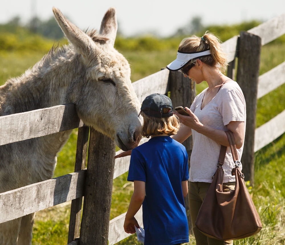 Daytripper: Best Things to See, Eat and Do in Guelph