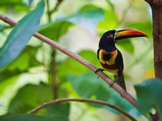 Las Aventuras en Costa Rica (pt. 1): Uvita